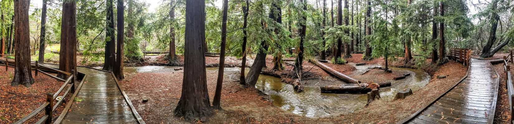 Adobe Creek in Los Altos Redwood Grove pano