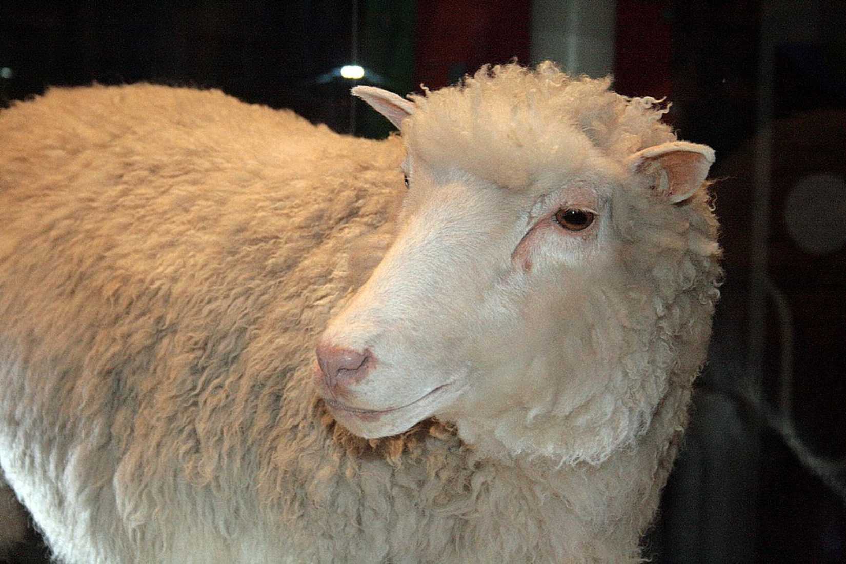 Dolly the sheep, stuffed