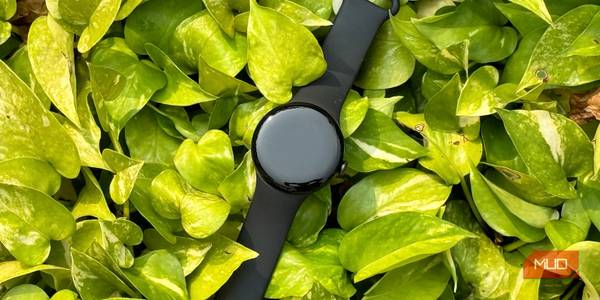 Top shot of a Google Pixel Watch 2 resting on leaves