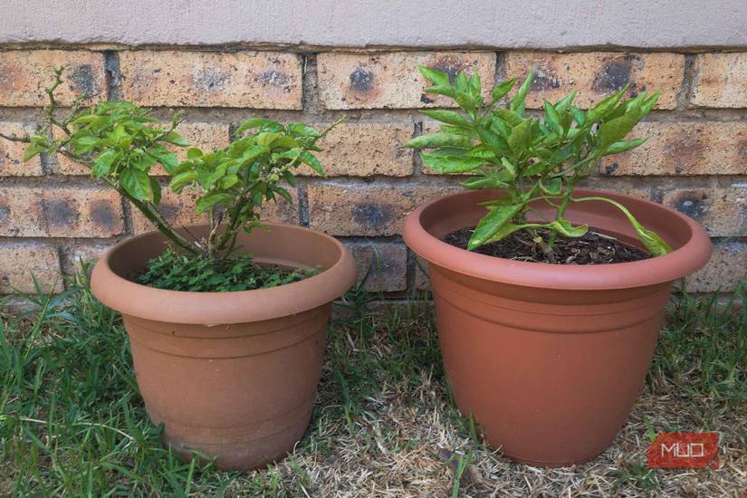 JPG Low-Quality Photo