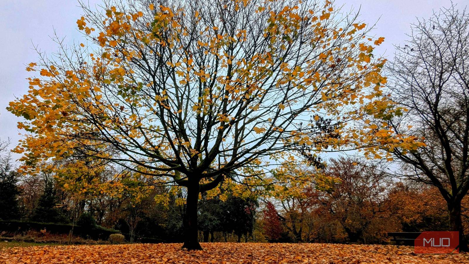 7 Smartphone Photography Tips for Shooting in the Fall