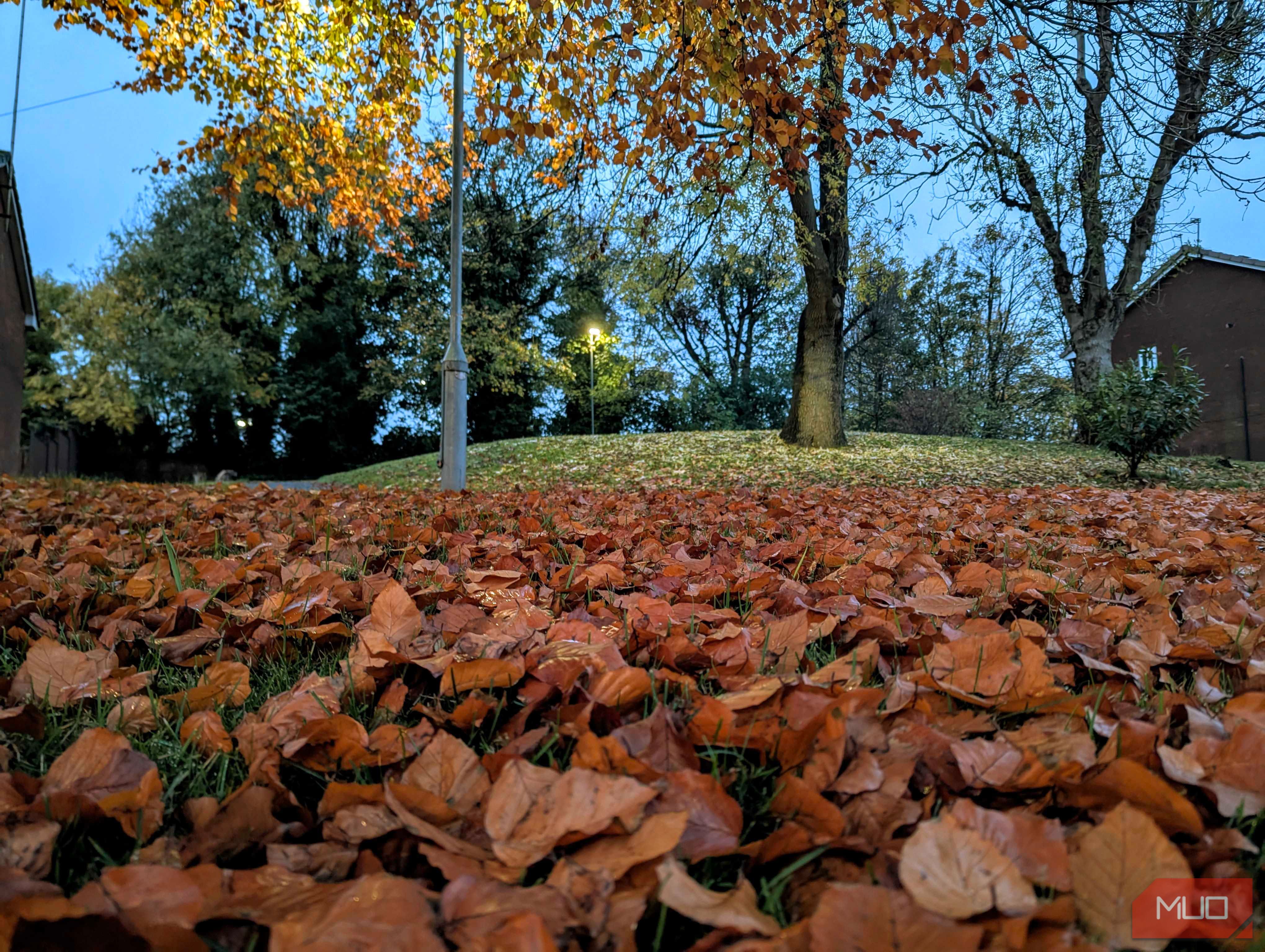 A low-angle shot of some fall leaves
