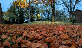 A low-angle shot of some fall leaves