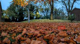 A low-angle shot of some fall leaves