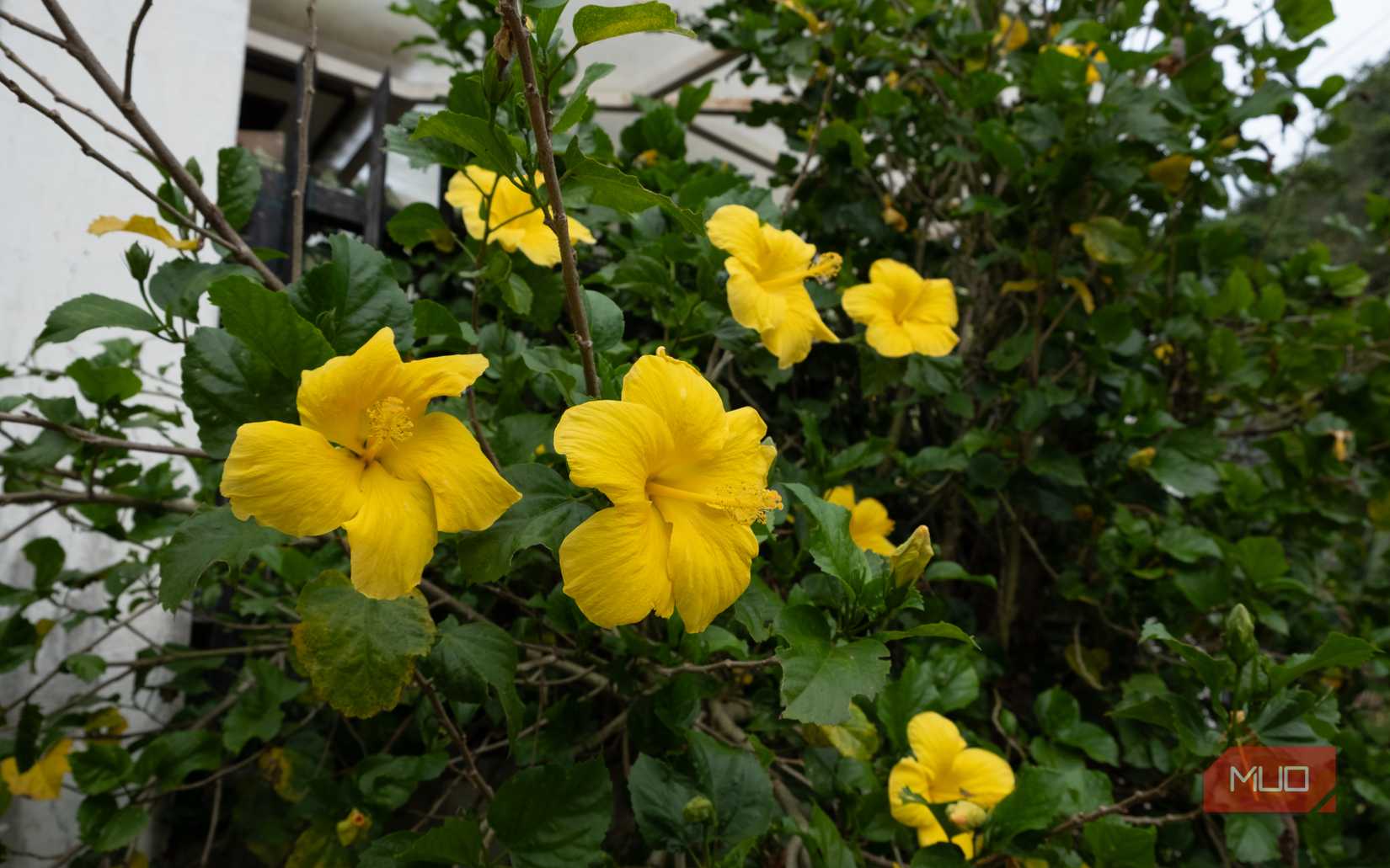 I Put My Cheap Phone Against My Mirrorless Camera: Can You Spot the ...