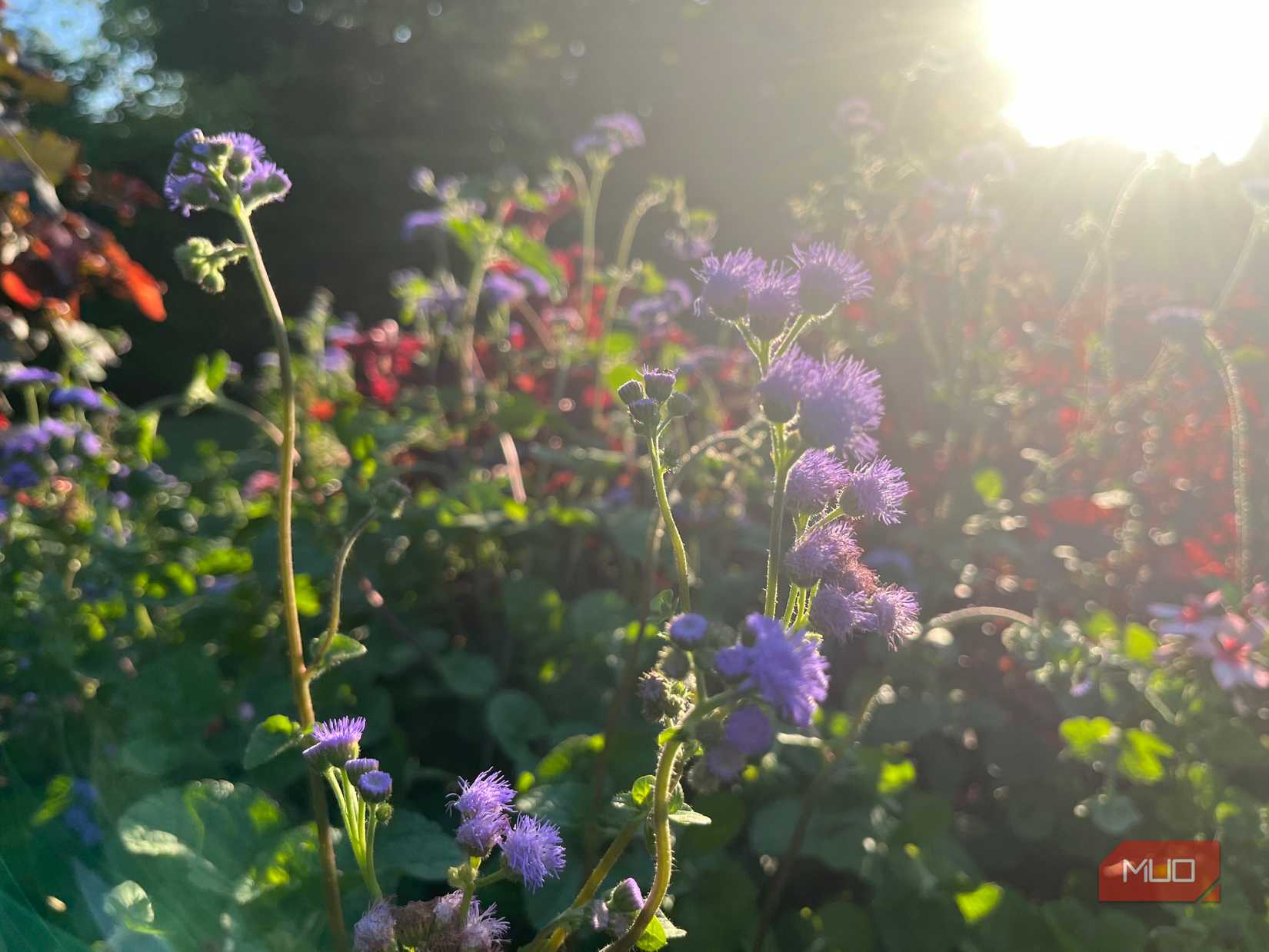 I Take Stunning Flower Photos With Just My Phone—You Can Too