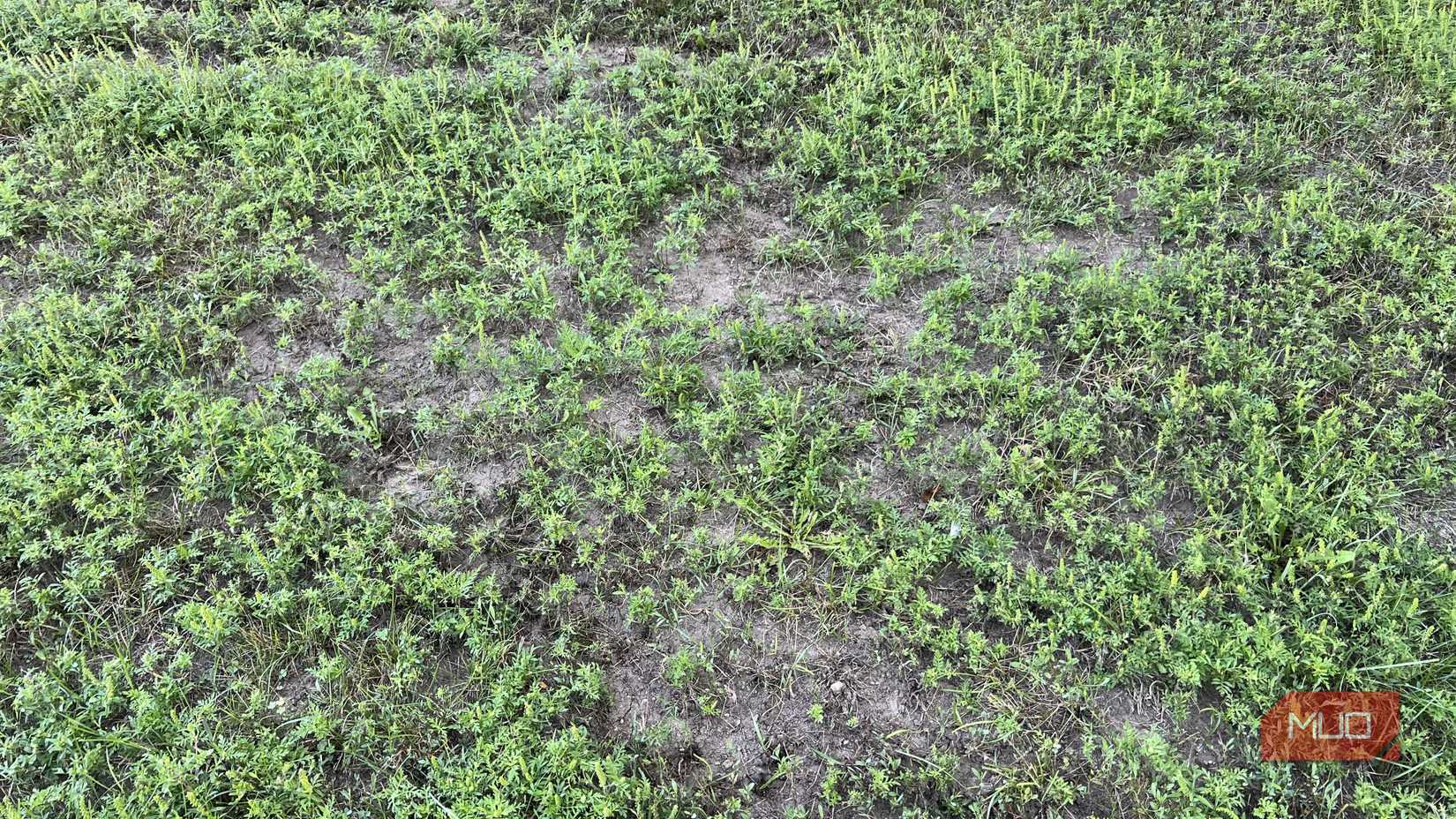 grass with lots of bare brown spots and weeds