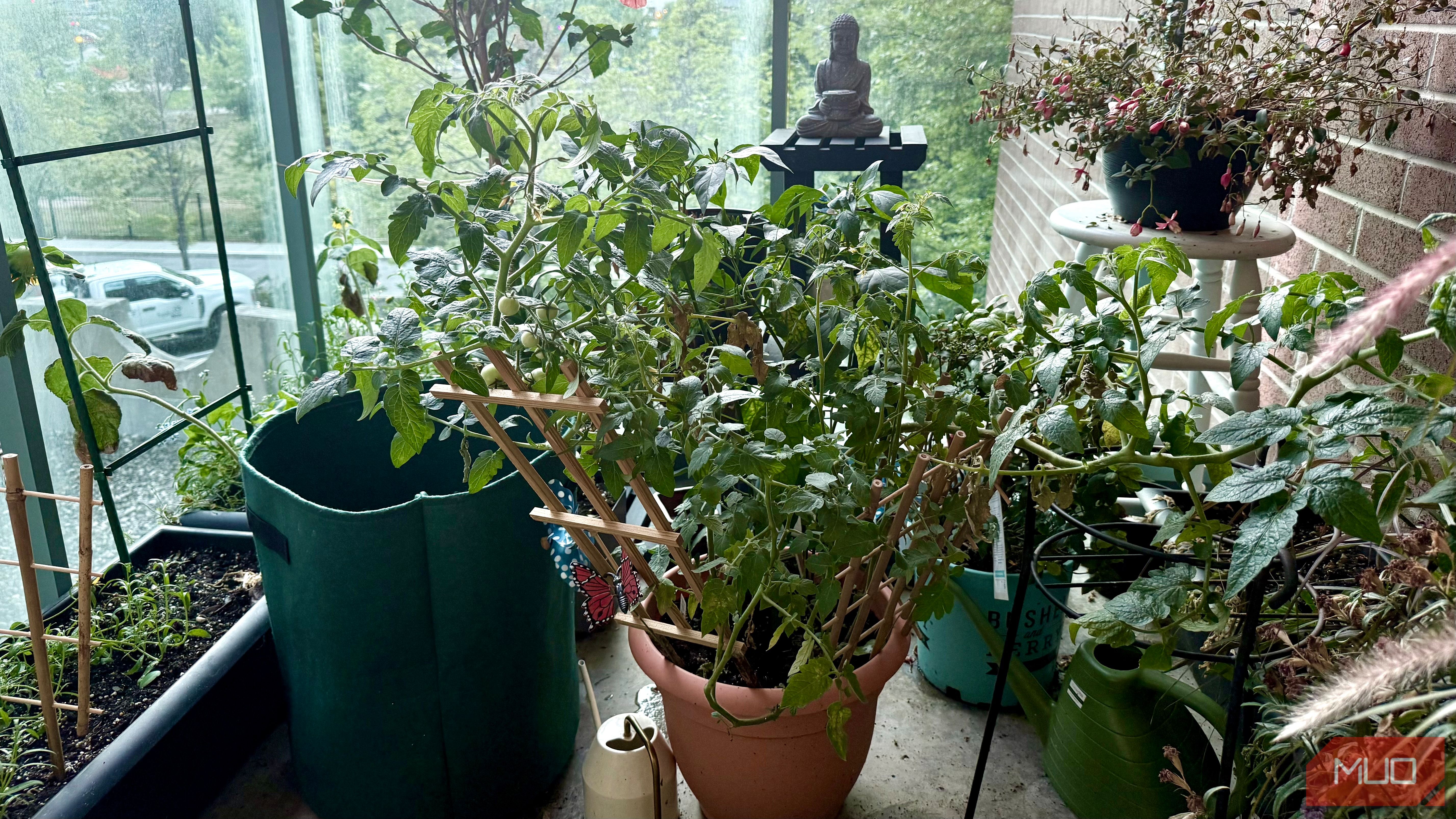 Сад на балконе, полный растений