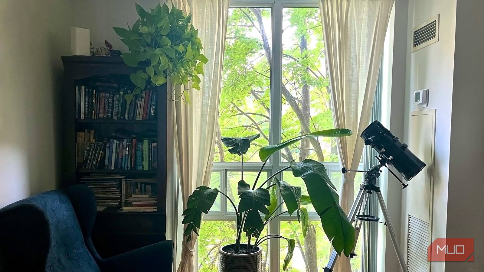 3 plants so easy to maintain anyone could keep