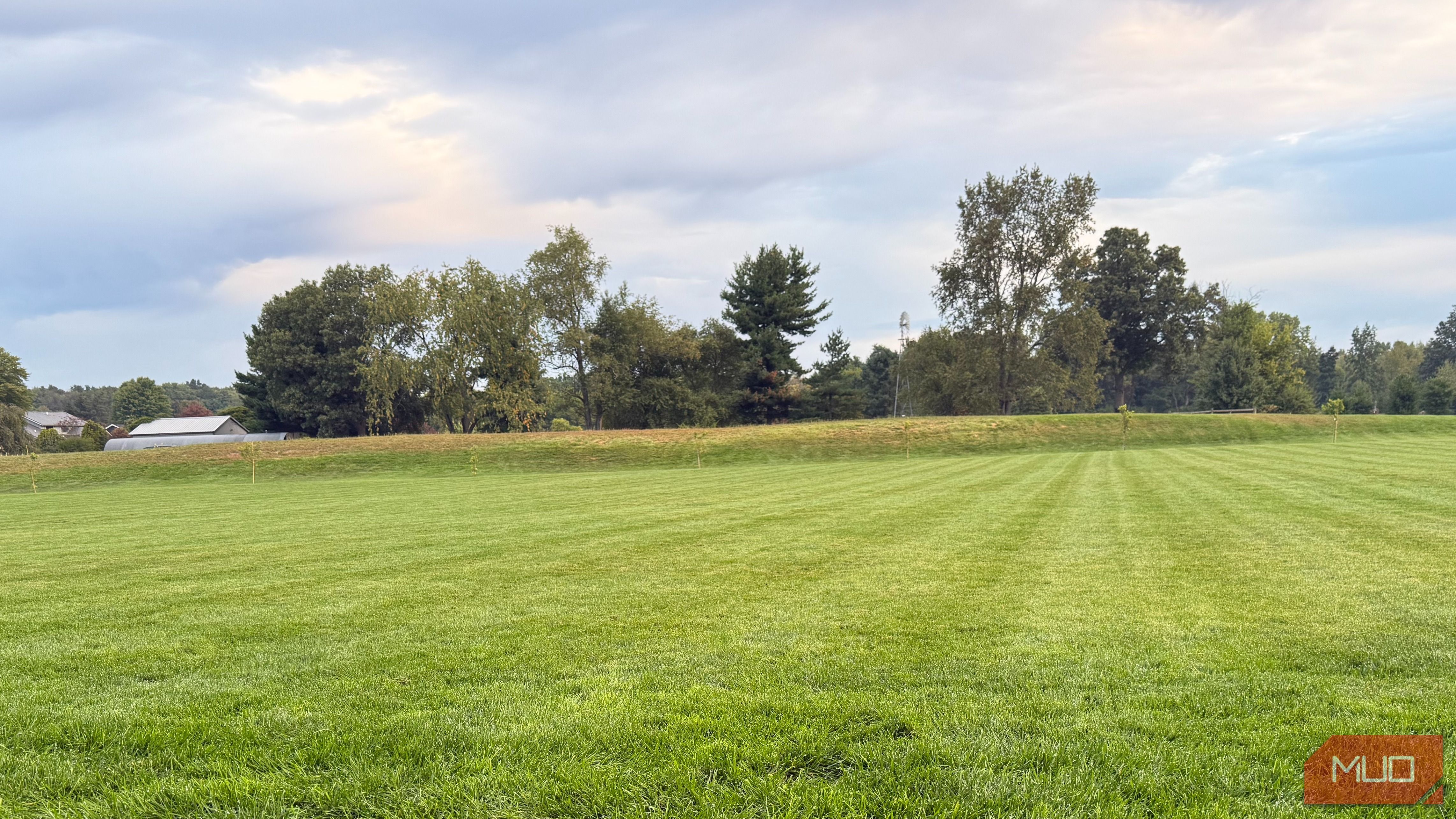 backyard green grass with trees in background