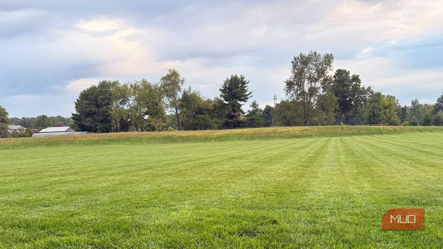 backyard green grass with trees in background