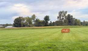 backyard green grass with trees in background