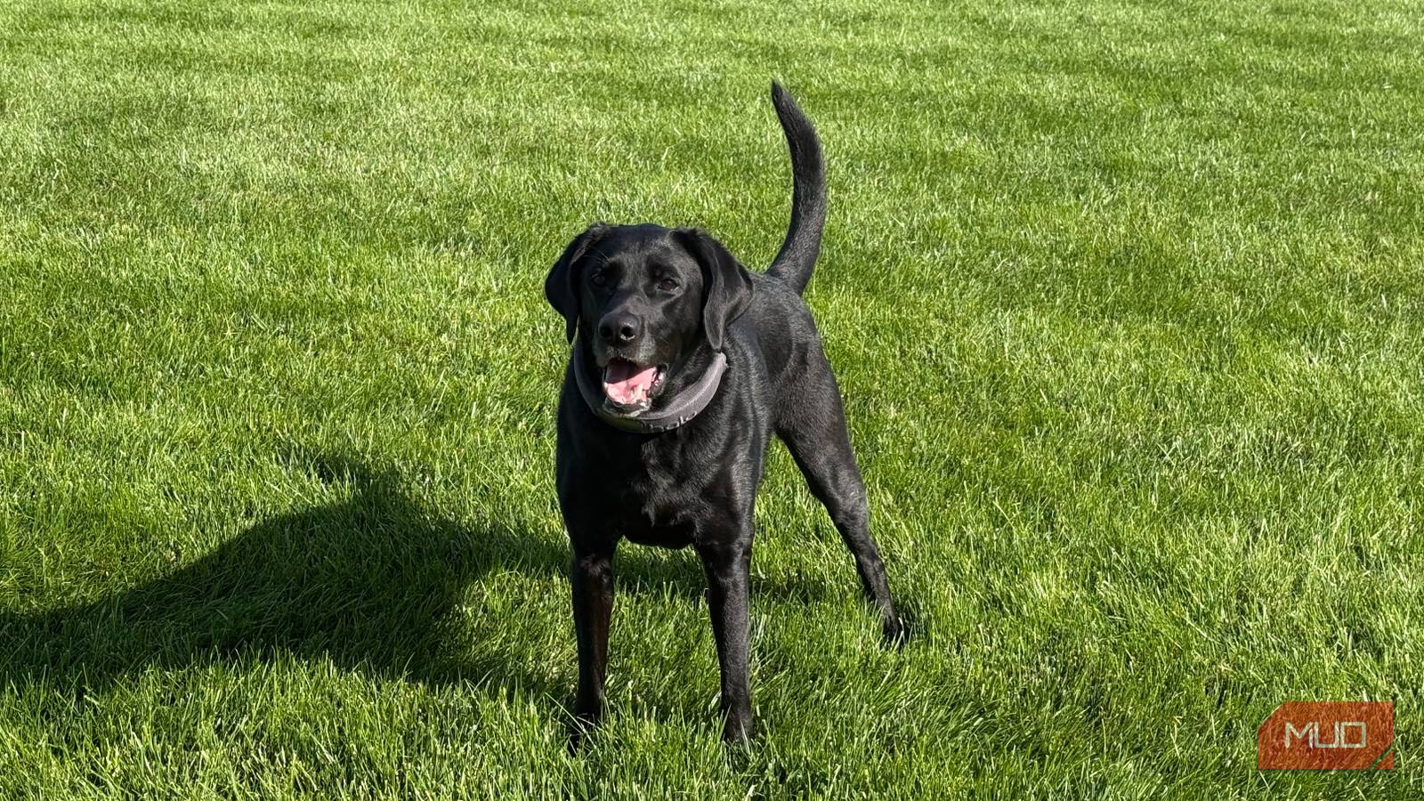 The Only Three Lawn Care Tasks You Need for a Great Yard (Timing Is Everything)
