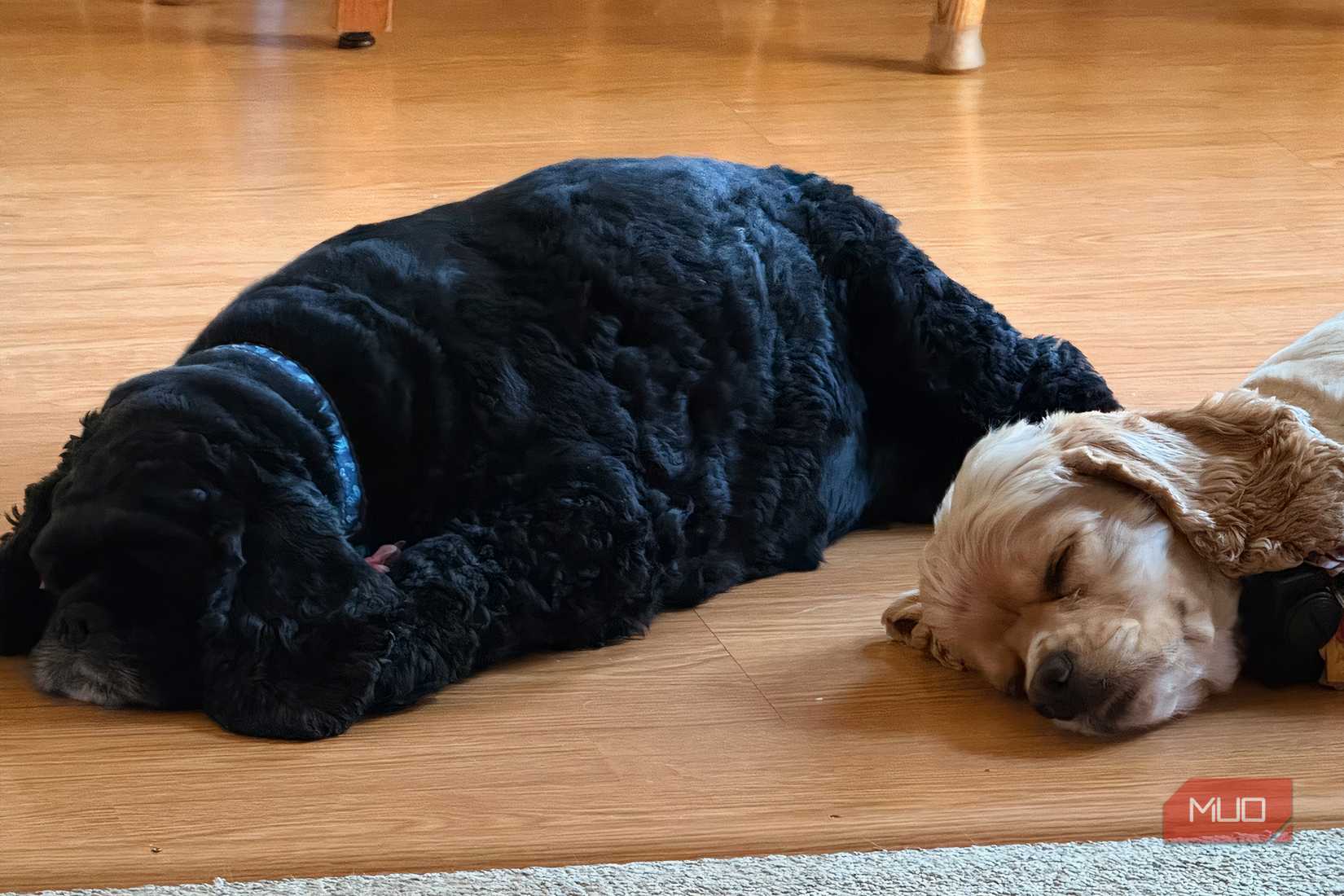 Black and buff cocker spaniel laying on a kitchen floor.