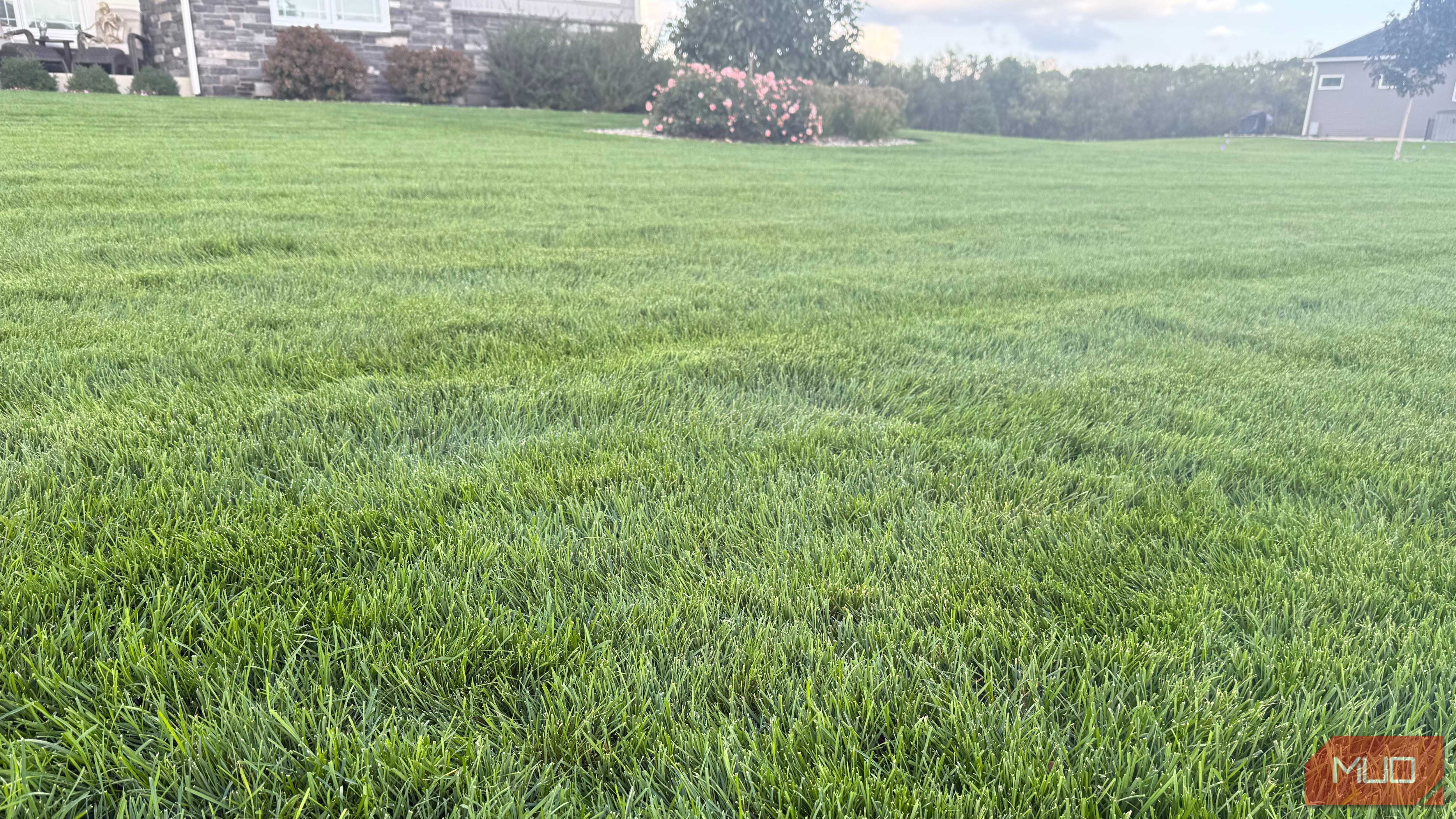 freshly cut green grass with rose bush in background