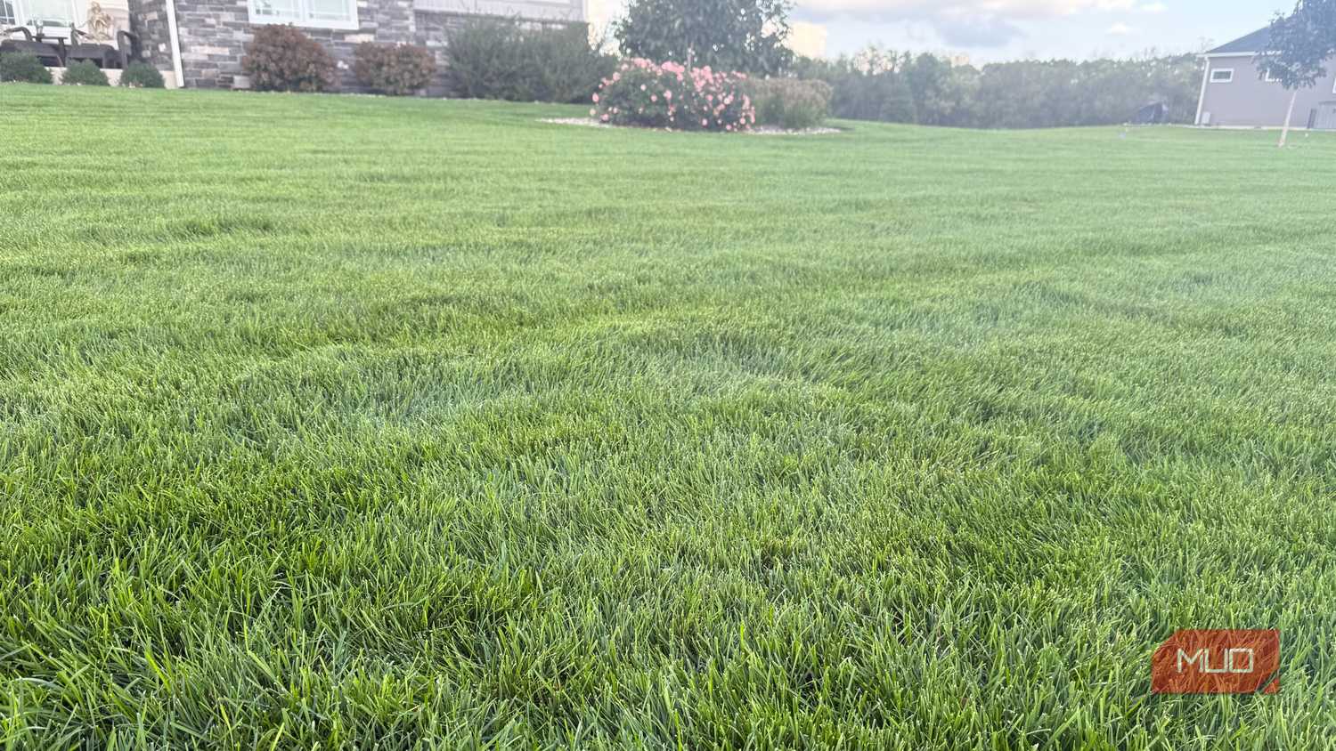freshly cut green grass with rose bush in background
