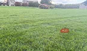 freshly cut green grass with rose bush in background