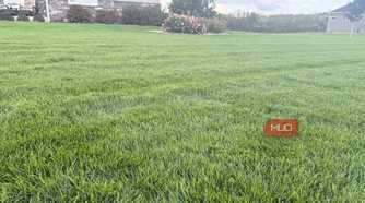freshly cut green grass with rose bush in background