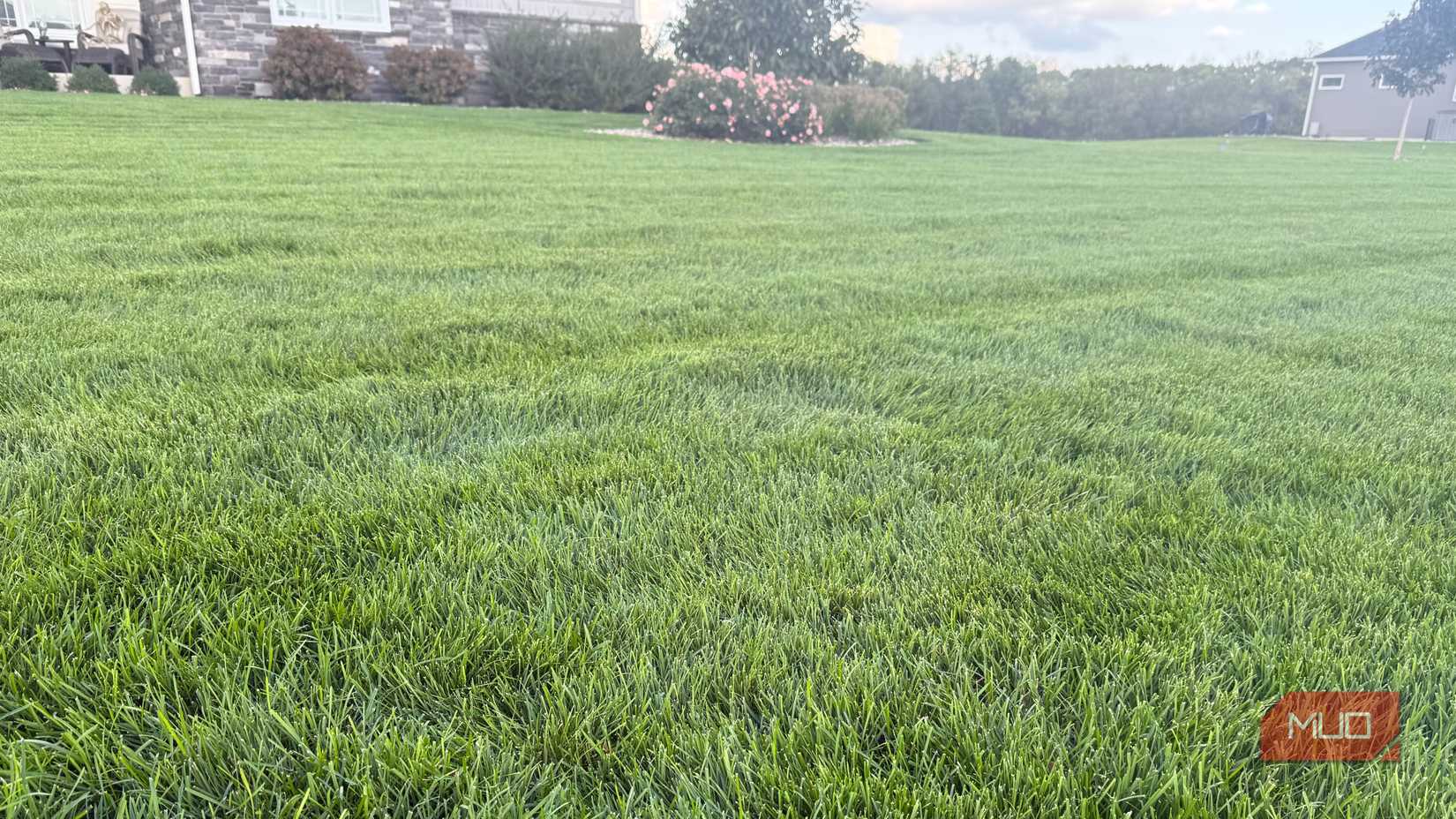 freshly cut green grass with rose bush in background