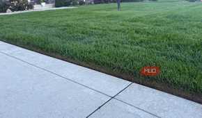 green grass with proper edging along concrete