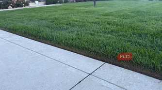 green grass with proper edging along concrete