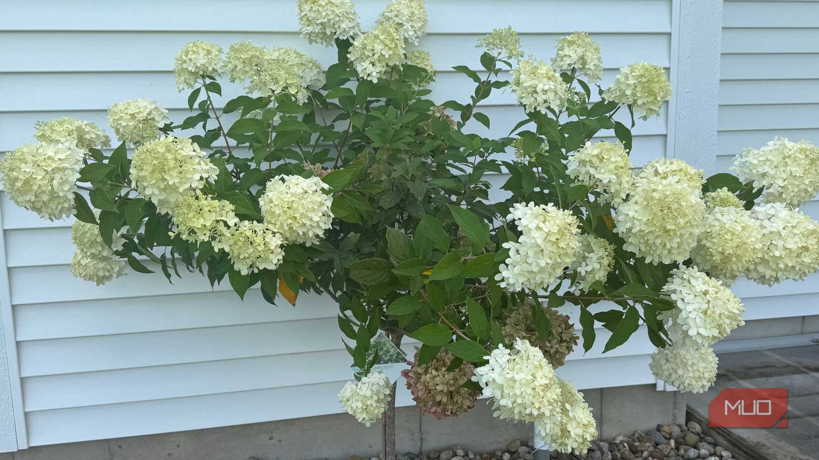 hydrangea tree next to a white house