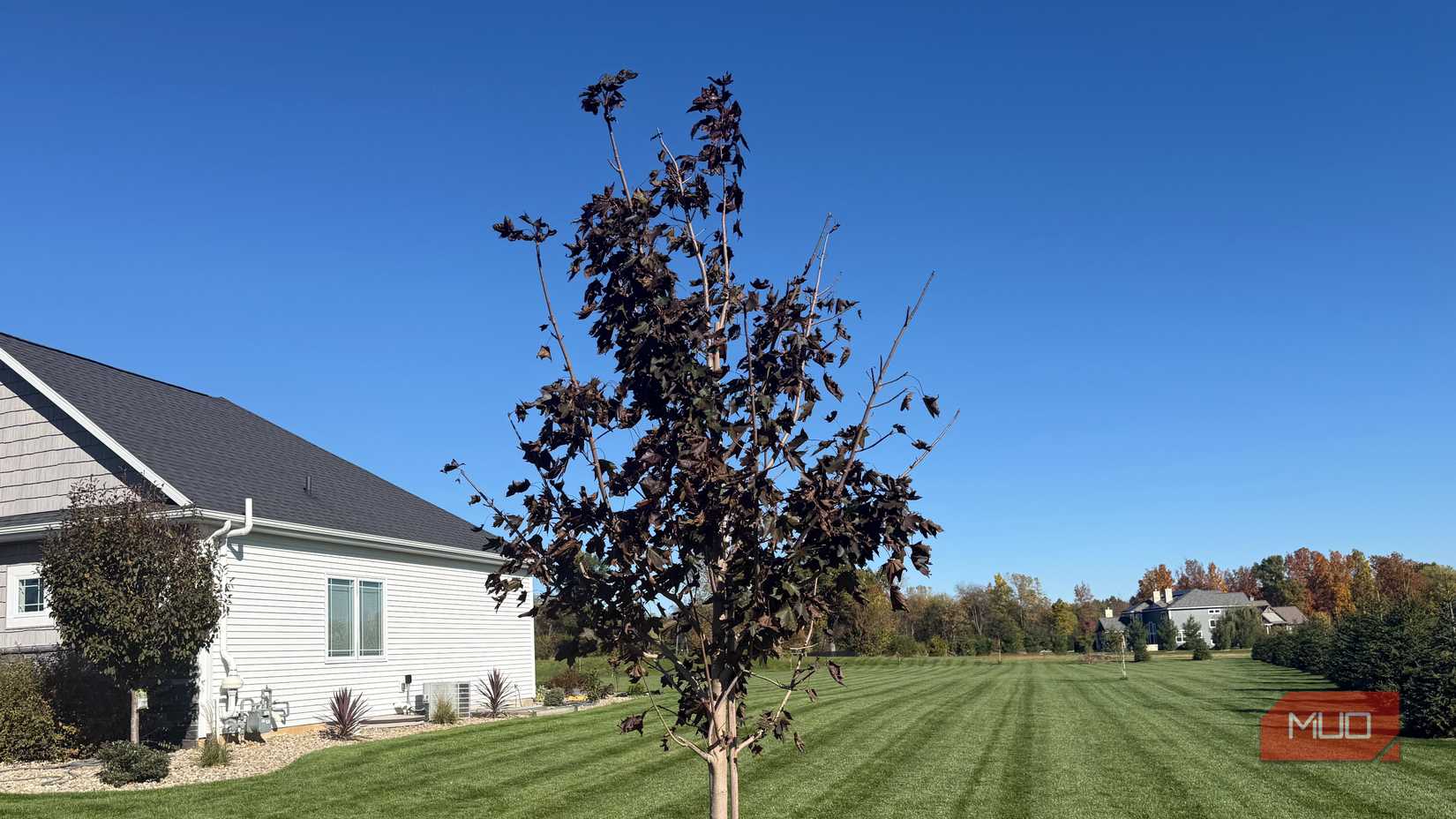 crimson maple with some leaves fallen off