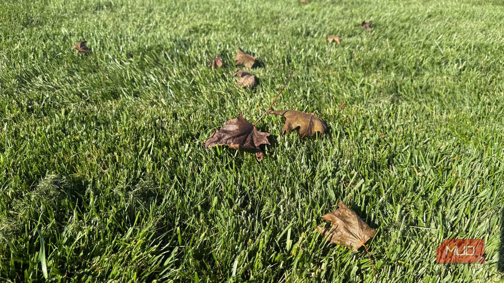 green grass with fallen maple leaves