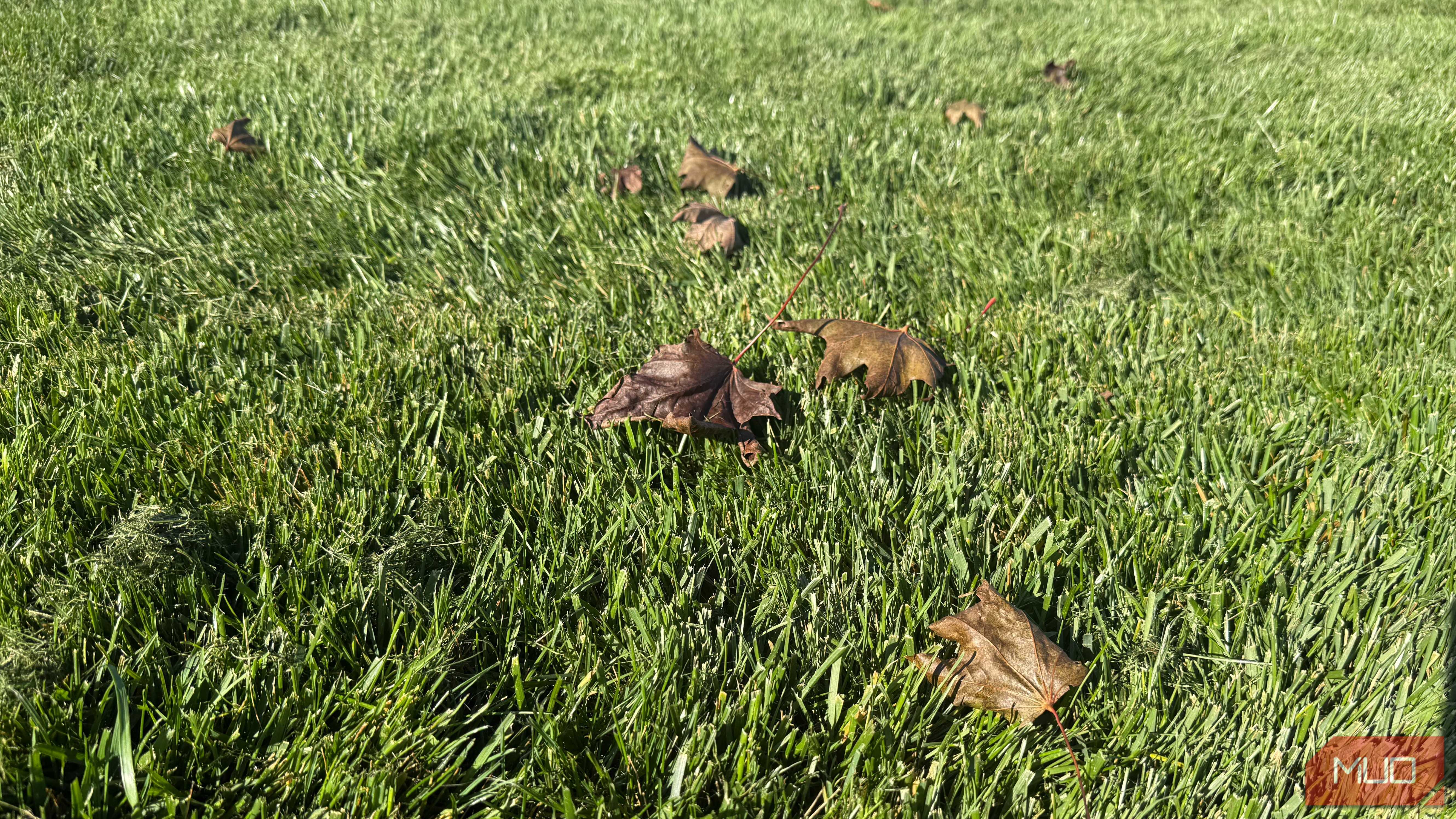 green grass with fallen maple leaves