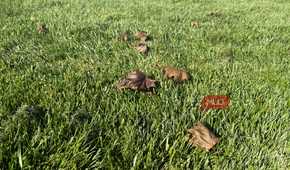 green grass with fallen maple leaves