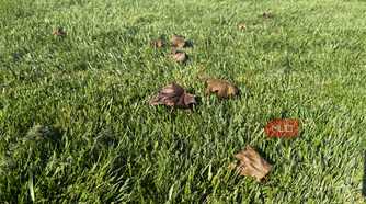 green grass with fallen maple leaves