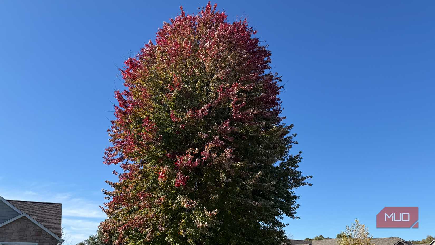 large tree changing colors blue sky