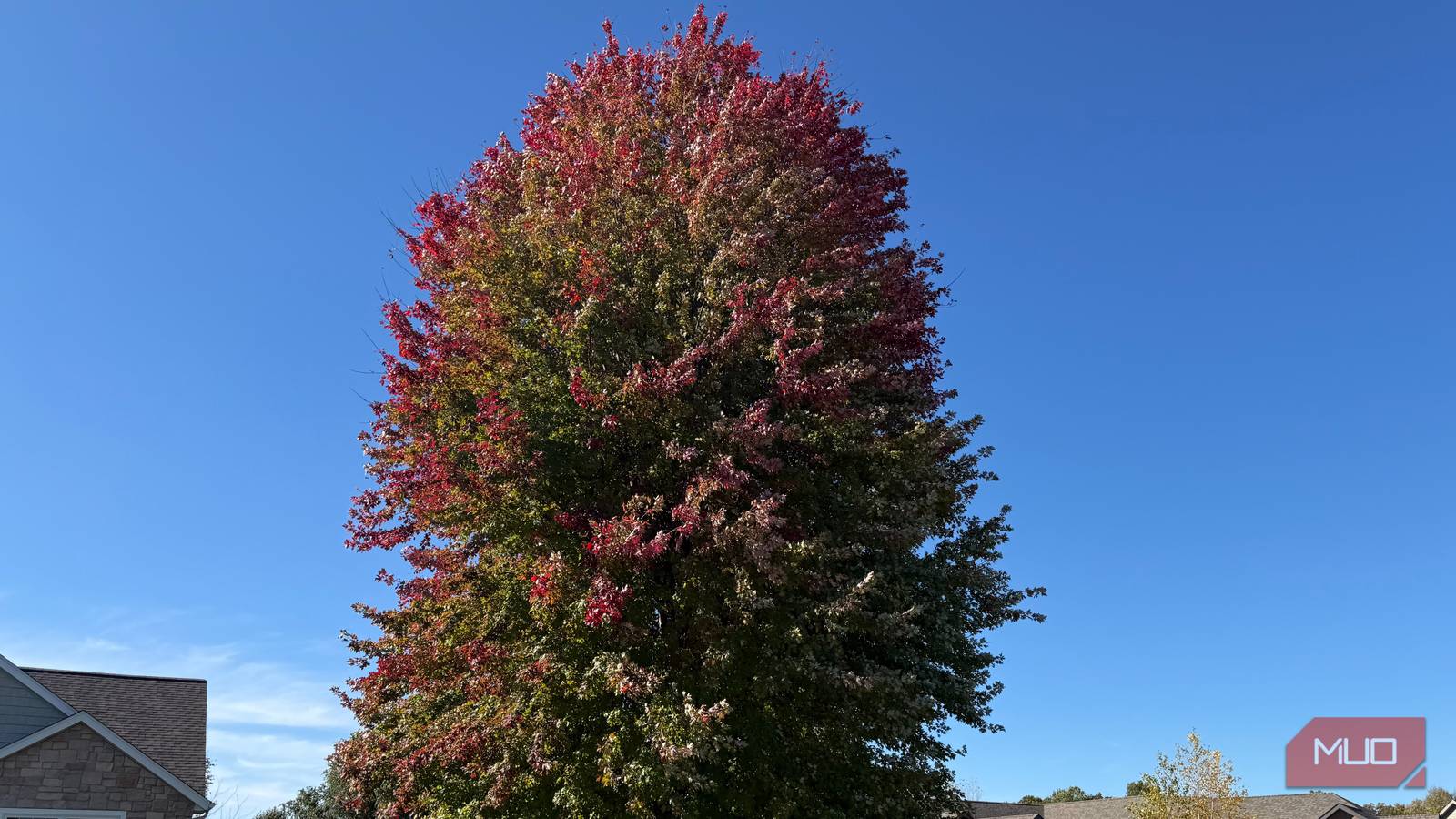 Why I'll never rake my leaves (and why you shouldn't either)