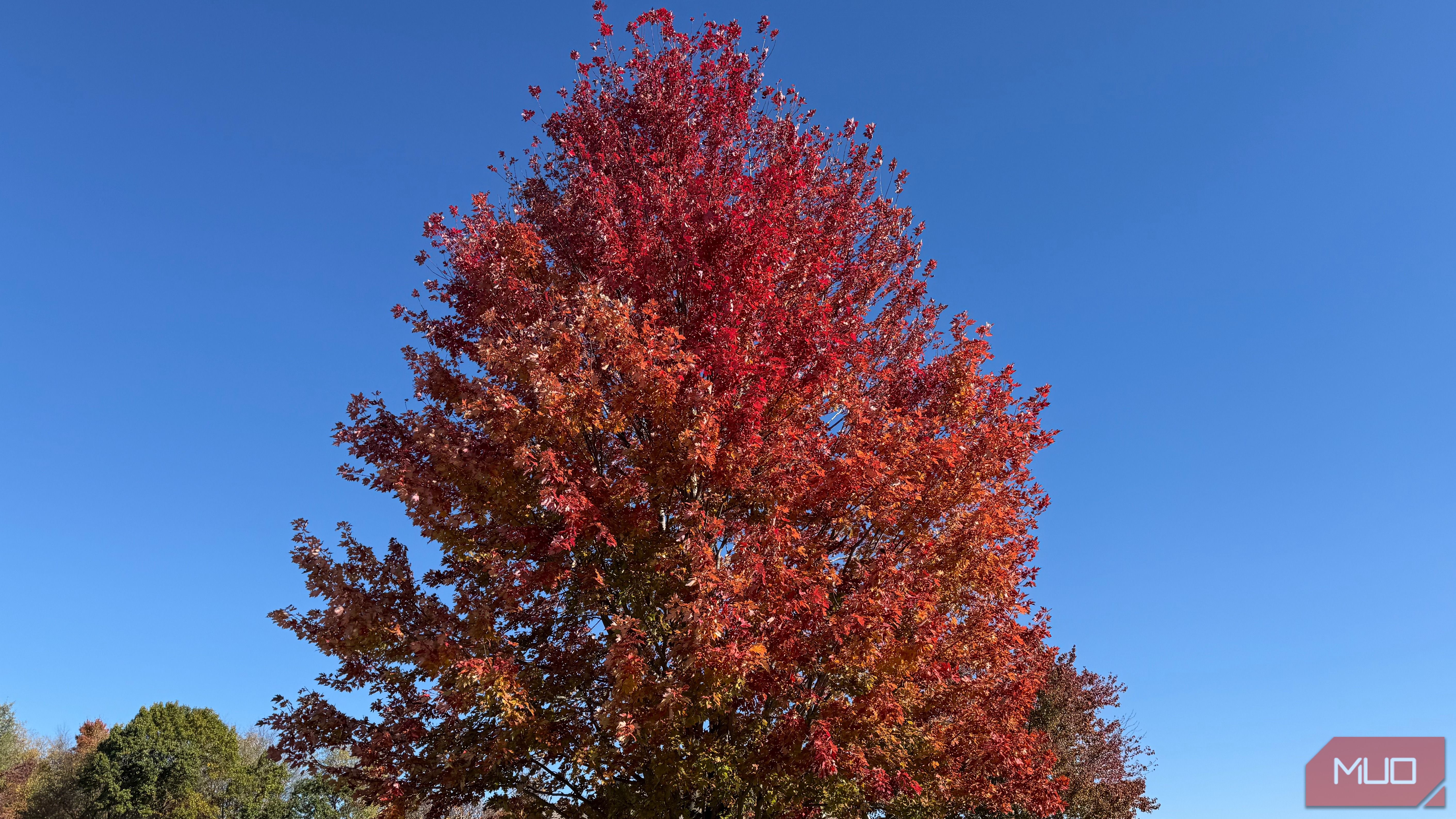 large trees with leaves turning red