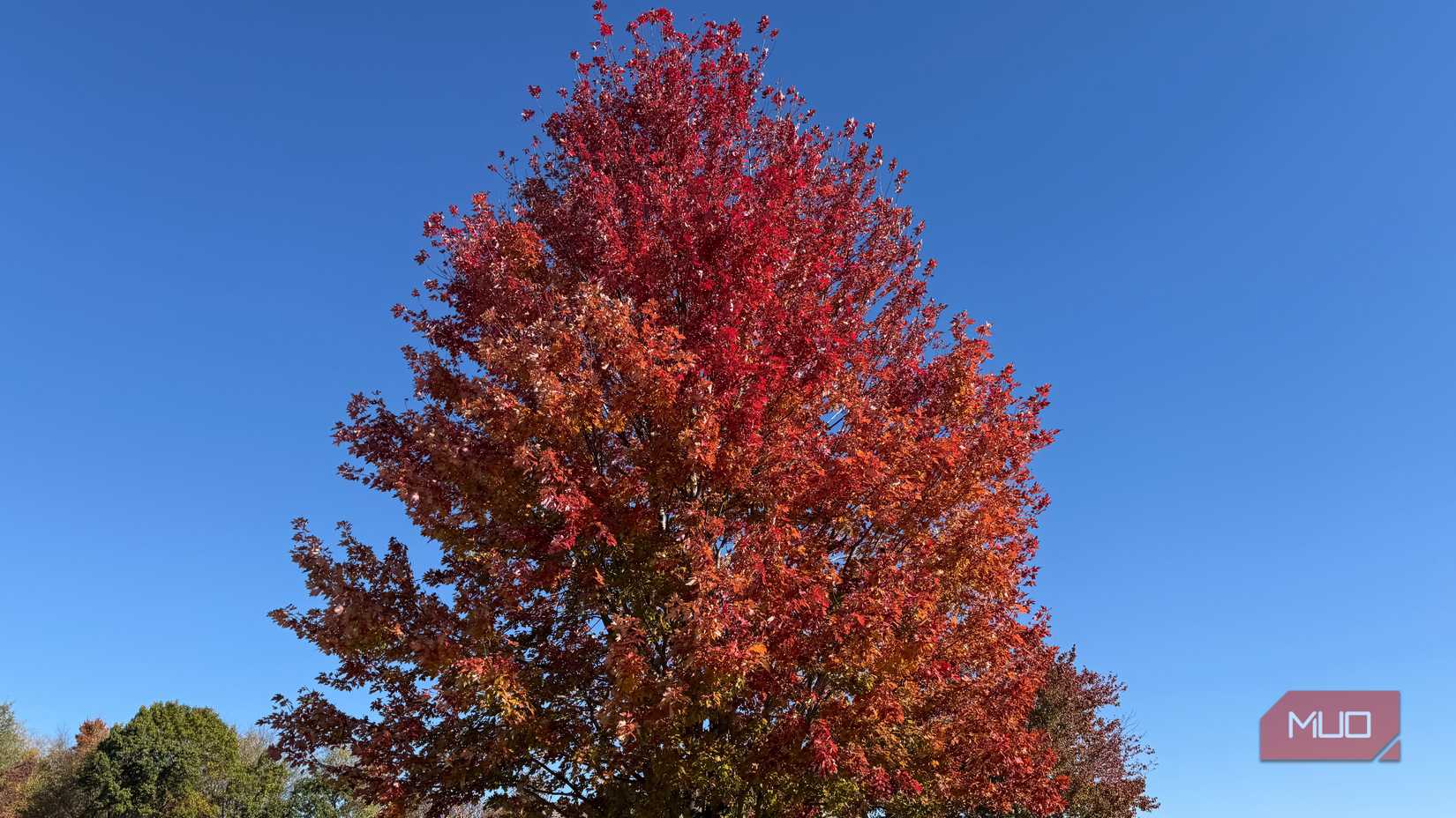 large trees with leaves turning red