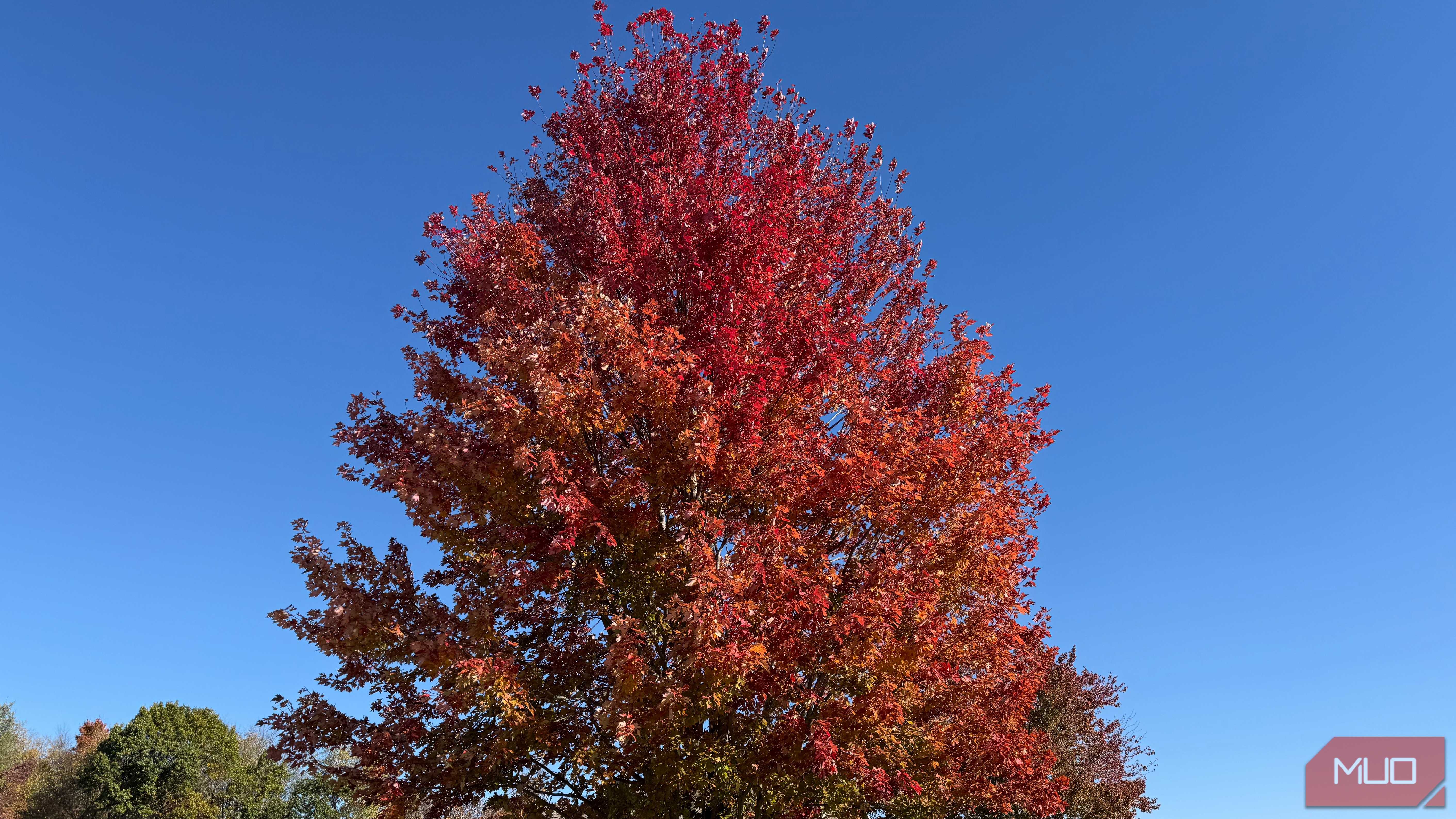 large trees with leaves turning red