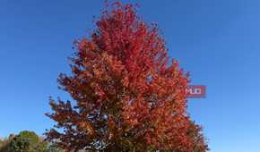 large trees with leaves turning red