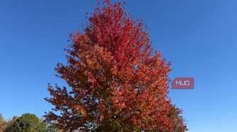 large trees with leaves turning red