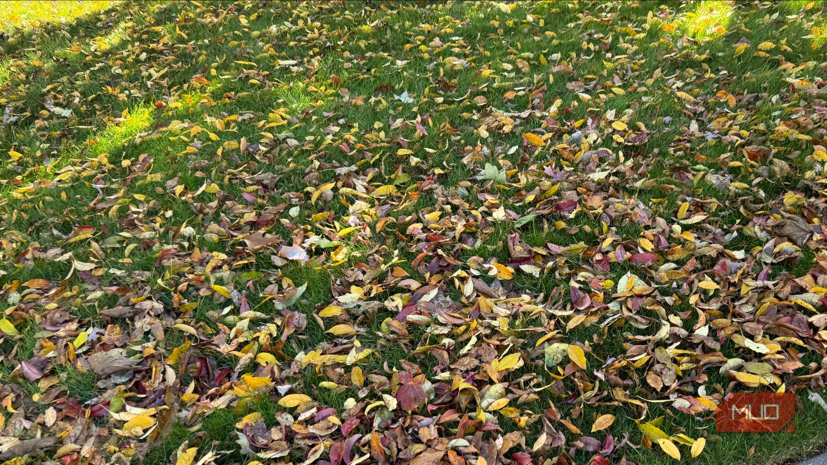 lawn with assortment of fallen leaves