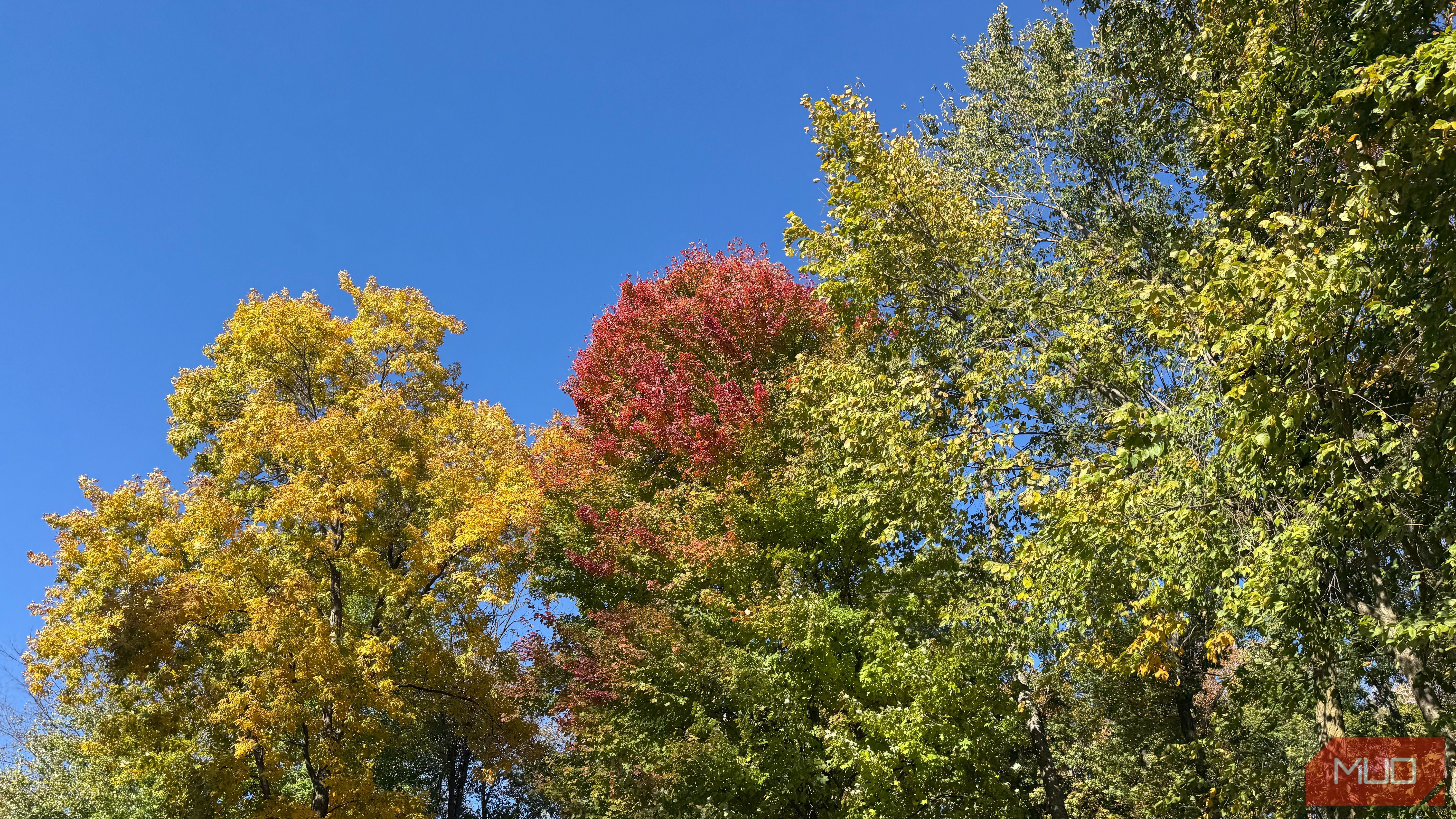 various trees with leaves changing color in fall