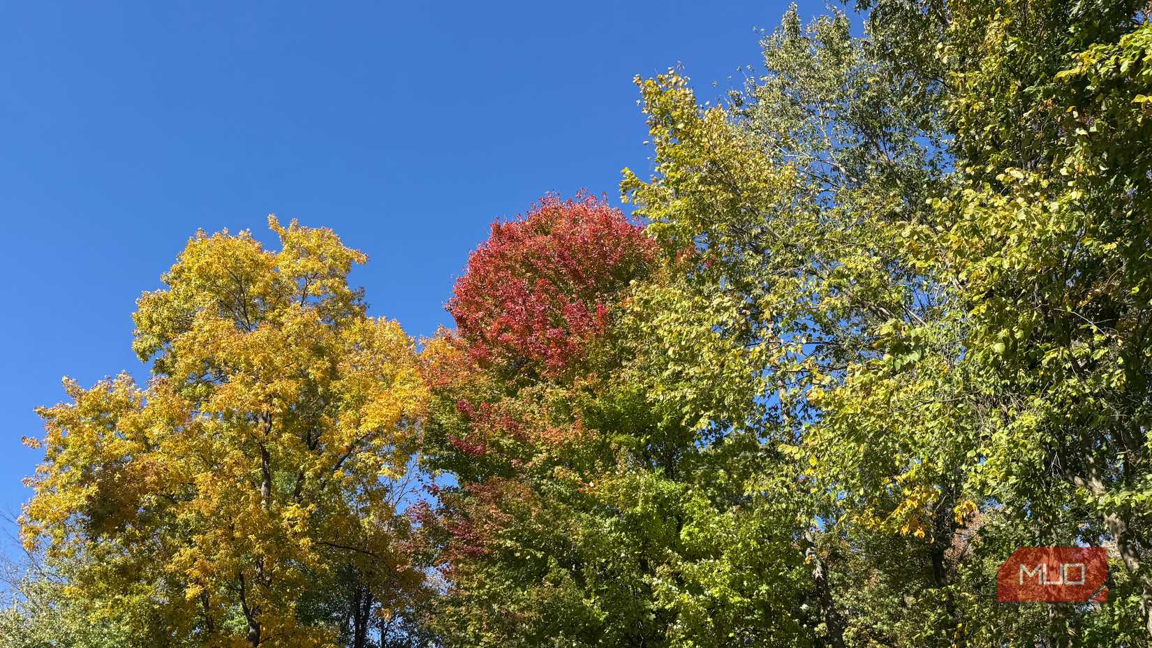 various trees with leaves changing color in fall