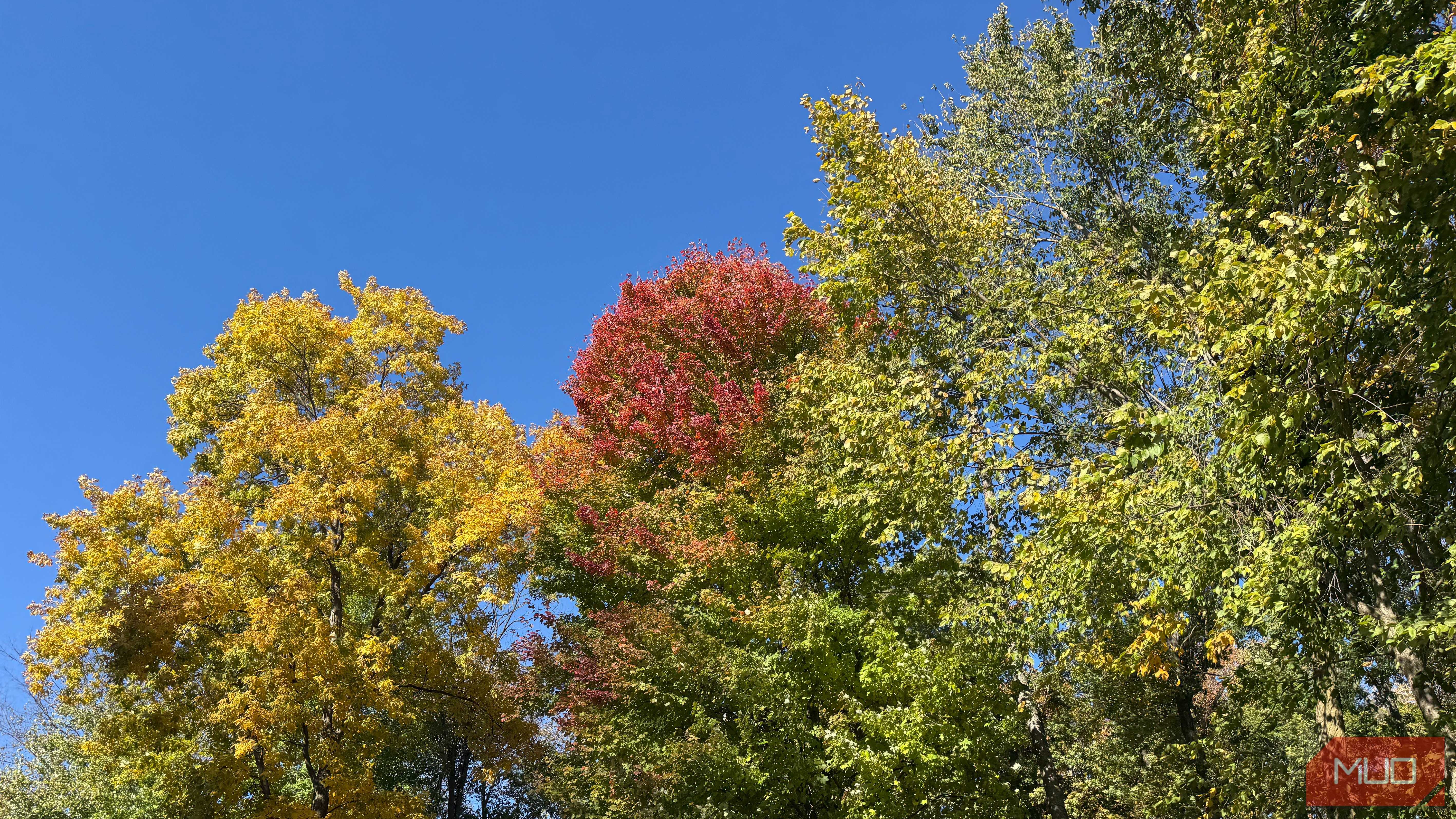 various trees with leaves changing color in fall