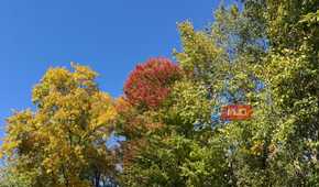 various trees with leaves changing color in fall