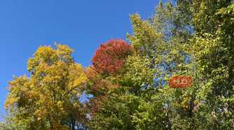 various trees with leaves changing color in fall
