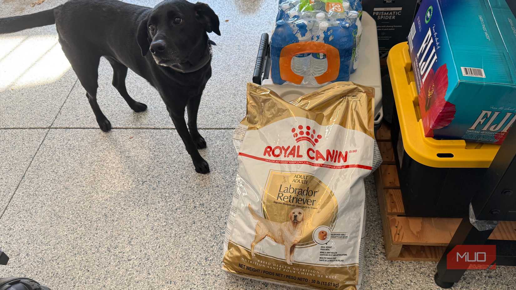 black lab with dog food bag