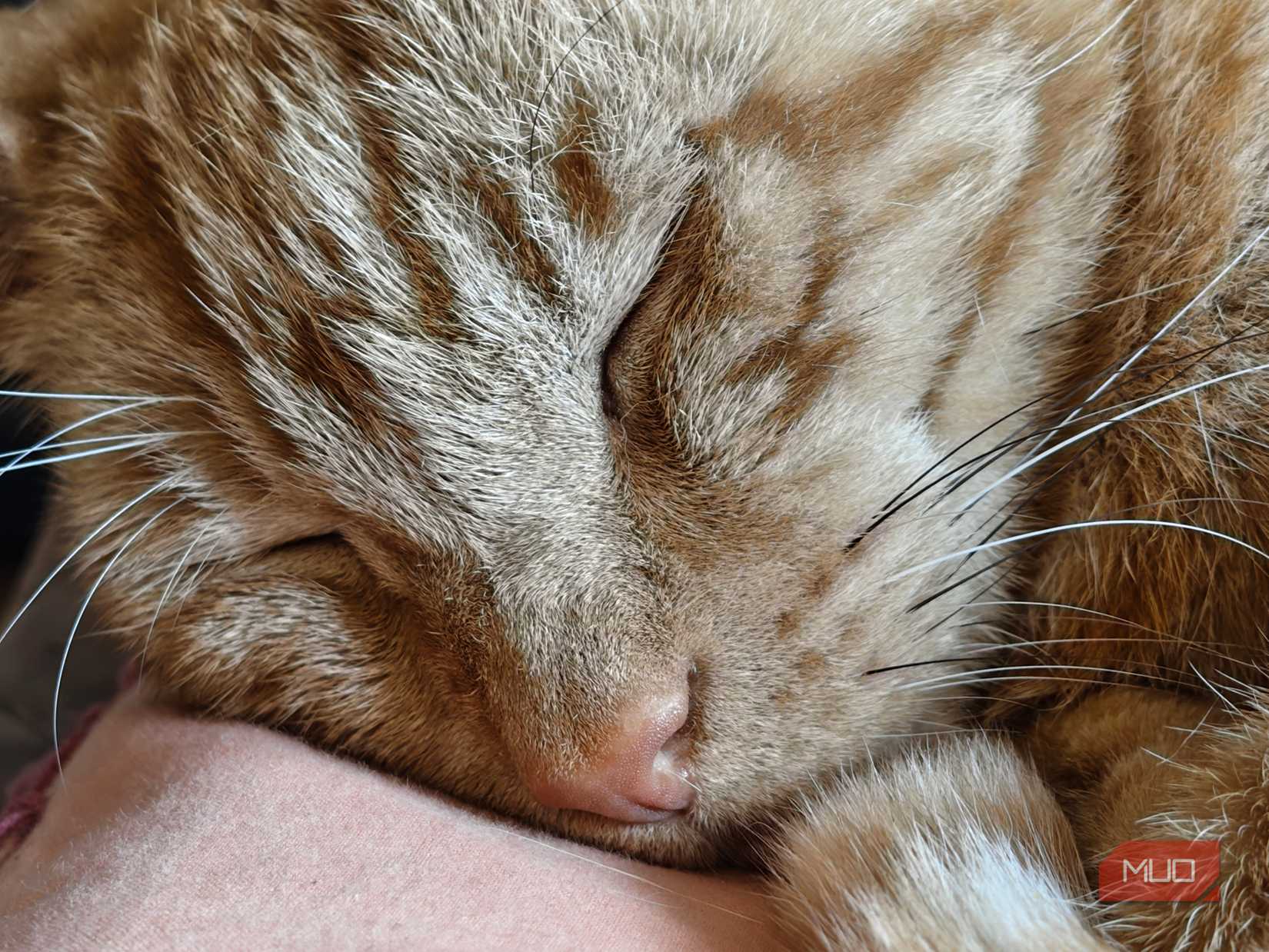 macro shot of ginger cat.