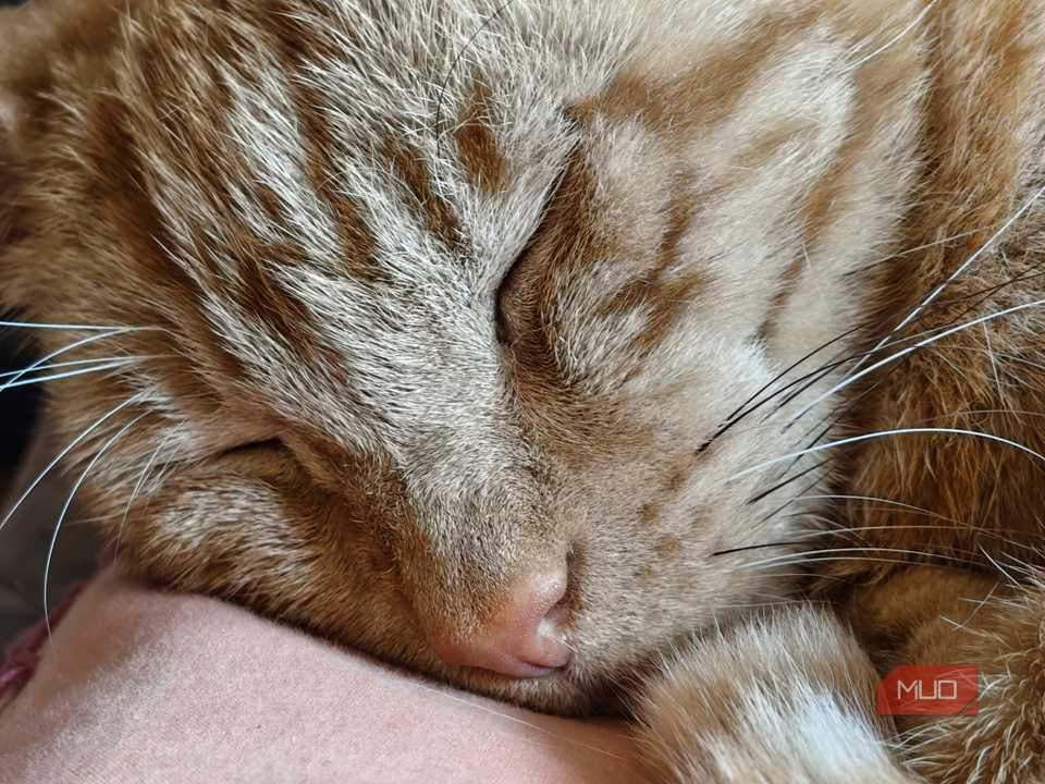 macro shot of ginger cat.