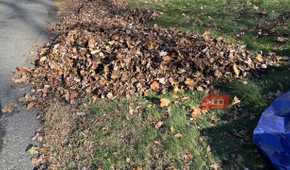 Leaves in a pile curbside on a street