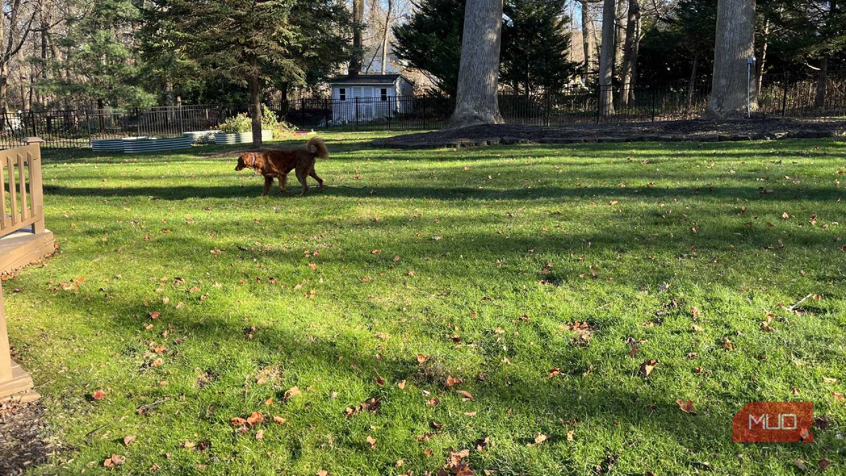 Un perro paseando por un patio trasero tratado con productos dominicales