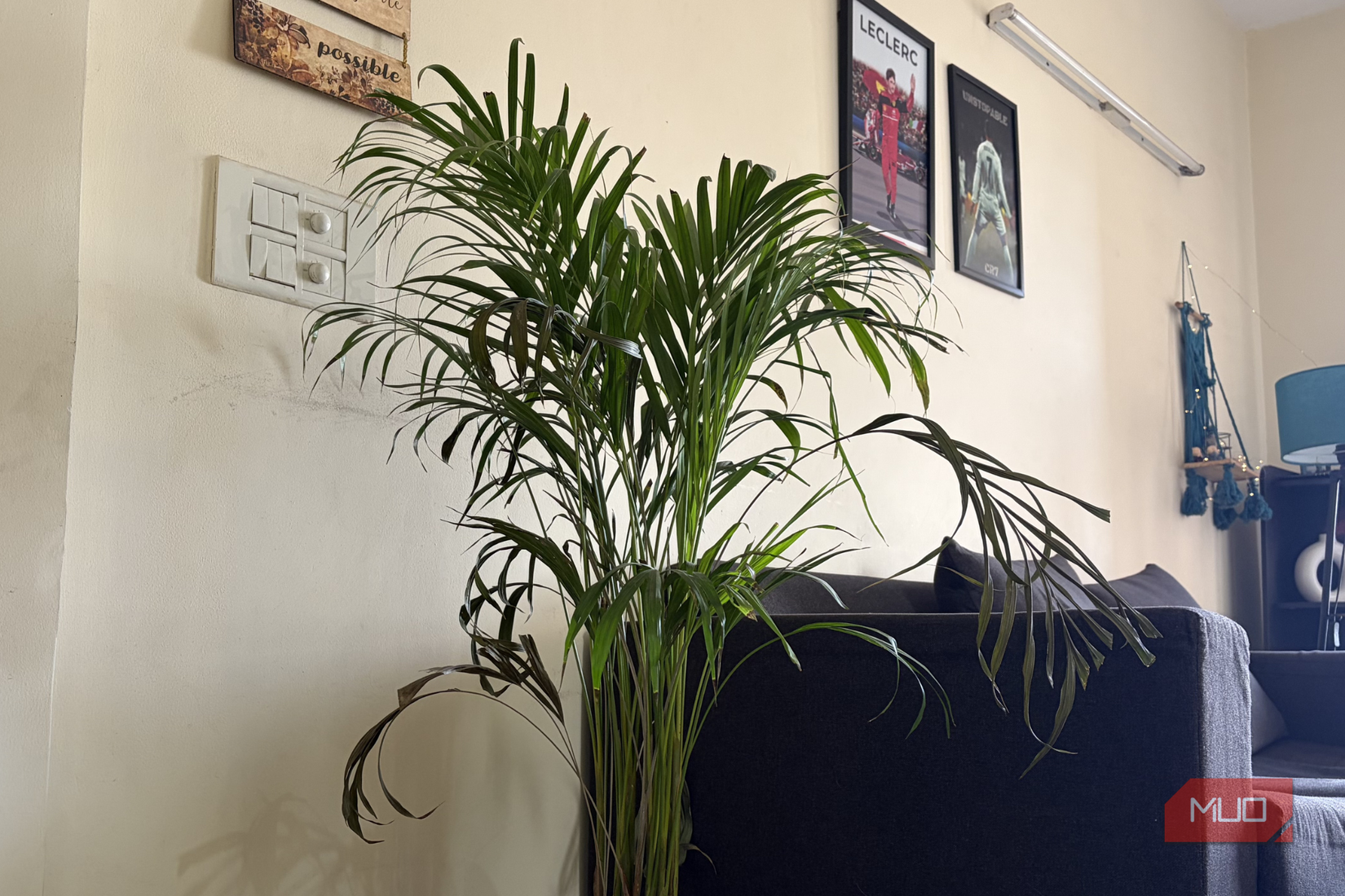 Пальмовое растение арека хранится в помещении